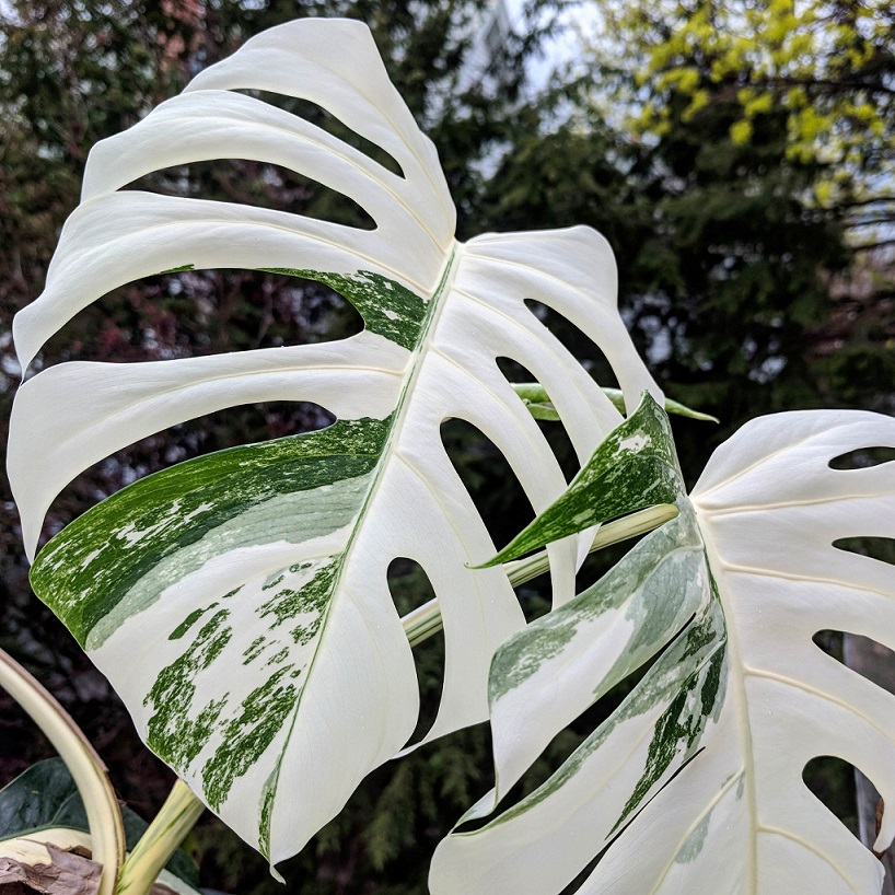 monstera deliciosa variegata